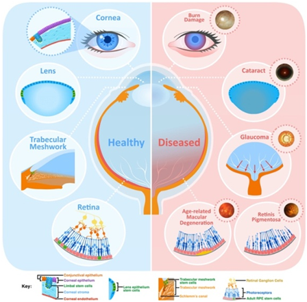 Maples Scientific Publisher | Open Access Journals | Peer-reviewed ...