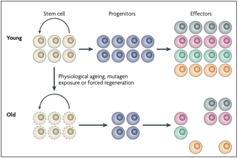 A Review Of Stem Cells: Why Do We Age?